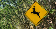 A sign warning people that deer may run across the road, a commo