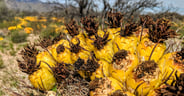 Barrel Cactus Blooms