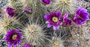 Beautiful & Prickly
