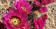 Blooming Cactus