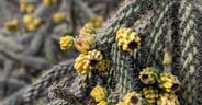 Cane Cholla