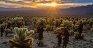 Cholla Garden at Sunrise