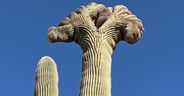 Crested Saguaro