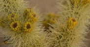 Desert in Bloom