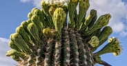 Floral Crowns in Beginning to Bloom on Saguaro