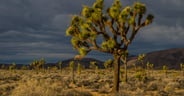 Joshua Tree Forest (1)