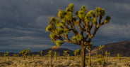 Joshua Tree National Park: An RV Camping and Travel Guide