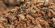 Learn to Identify Cryptobiotic Soil