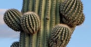 Saguaro Growing Arms