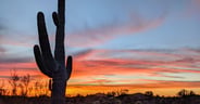 Saguaro Sunset