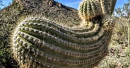 Swooping Saguaro
