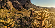 Teddy Bear Cholla (1)