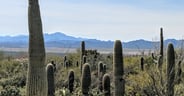 Young Saguaro Forest