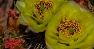 Cactus in Bloom