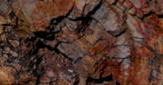 Crystalized Trees