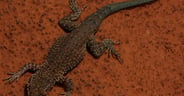 Lizard