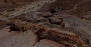 Petrified Log