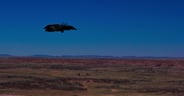 Raven Over Painted Desert