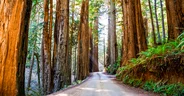 Sunbeams shine through the massive redwoods in  Jedediah Smith R