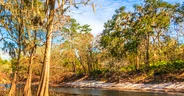 The Suwanee river in White Springs Florida, a blackwater river f