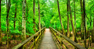Board Walk in Congaree National Park