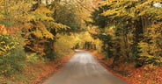 tunnel-of-trees-WEB.jpg