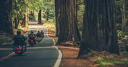 Motorcycle Group Touring Through the Redwood Highway