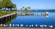 White ibis birds forage for food at the end of the day at Port o