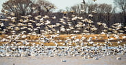 fall wildlife spectacles