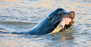06-California-Sea-Lion-AdobeStock_640163236-body