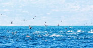 California-Feeding-Frenzy-AdobeStock_300946793-resized-e1787160822992