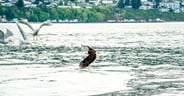 fall wildlife spectacles